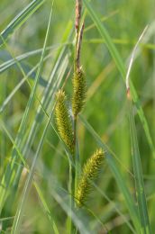 Carex lacustris