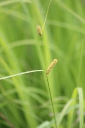 Carex lasiocarpa