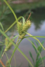 Carex lupulina