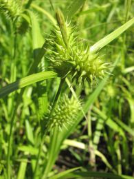 Carex lurida