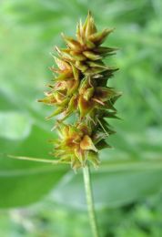 Carex muehlenbergii