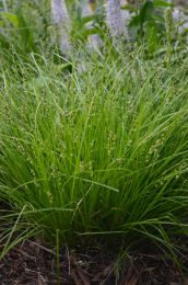 Carex radiata