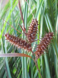 Carex retrorsa