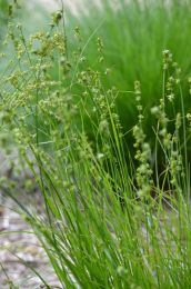 Carex rosea