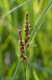Carex sartwellii