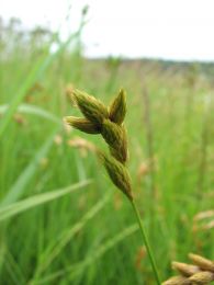 Carex scoparia