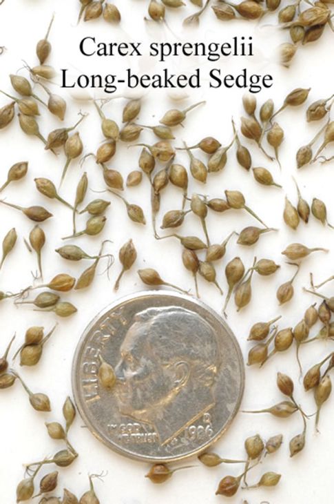 SEED  Carex sprengelii Long-beaked Sedge | Prairie Moon Nursery