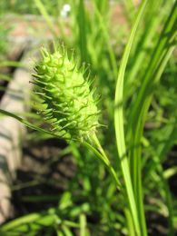 Carex squarrosa