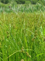 Carex sterilis