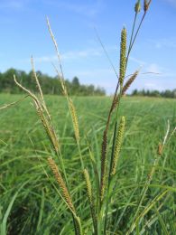 Carex stricta