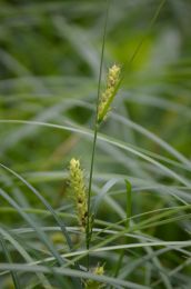 Carex trichocarpa