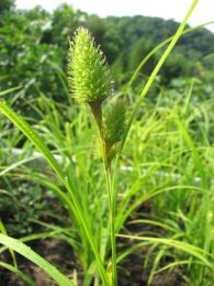 Carex typhina