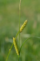 Carex vesicaria