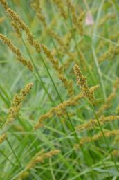 Carex vulpinoidea