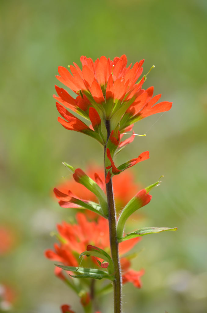 Castilleja coccinea Indian Paintbrush | Prairie Moon Nursery