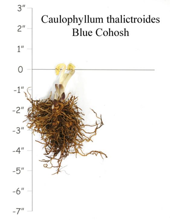 Blue Cohosh Root