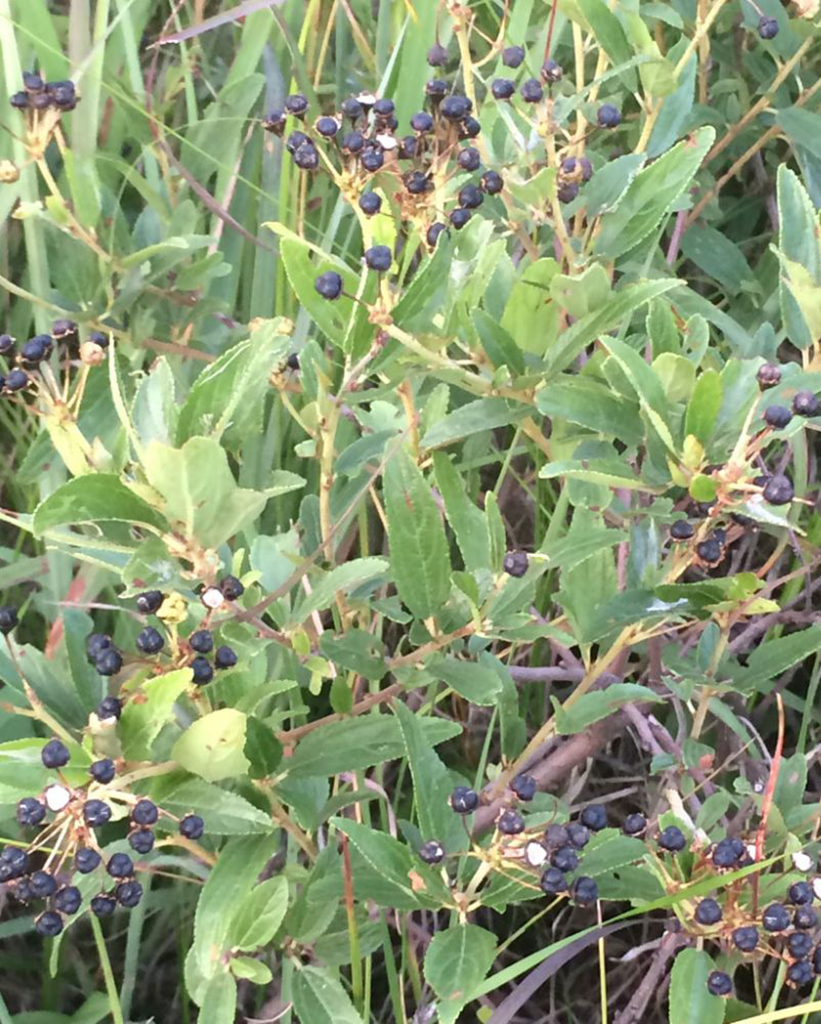Red Root Red Root