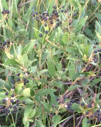 Ceanothus ovatus