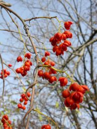 Celastrus scandens