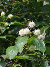 Cephalanthus occidentalis