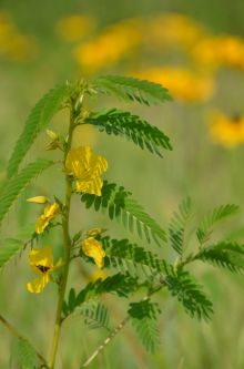 Chamaecrista fasciculata