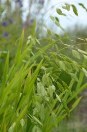 Chasmanthium latifolium