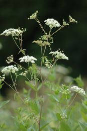 Cicuta maculata