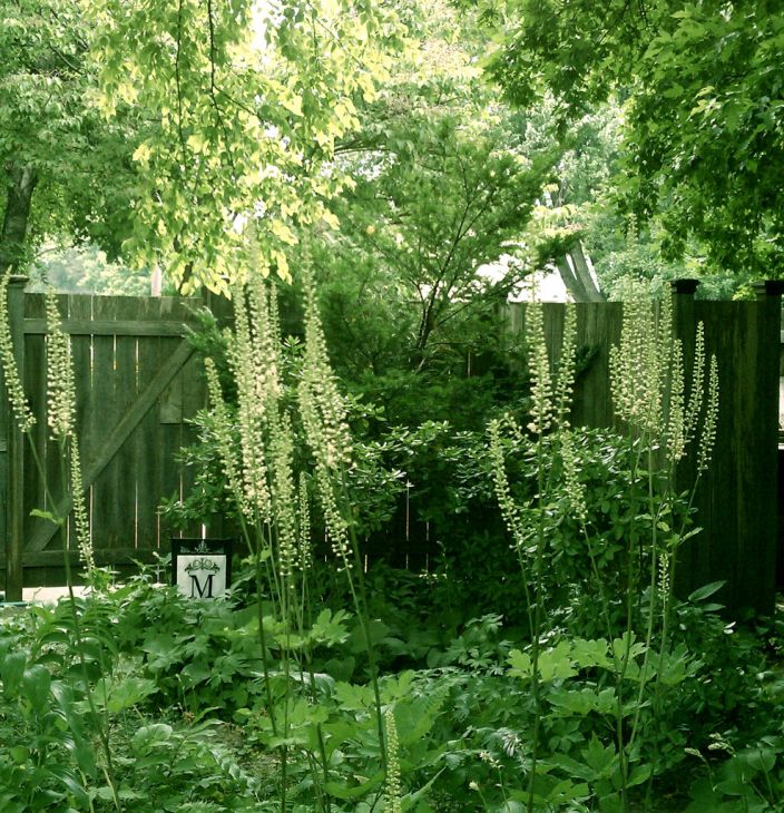 Cimicifuga racemosa Black Cohosh | Prairie Moon Nursery