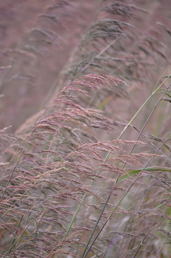 Cinna arundinacea Wood Reed Grass Prairie Moon Nursery
