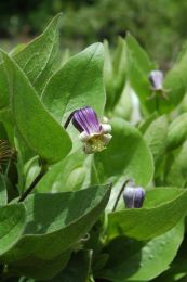 Clematis fremontii