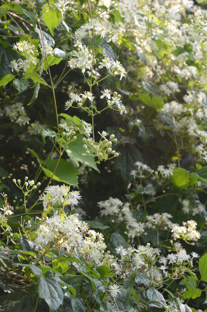 Clematis virginiana Virgin's Bower | Prairie Moon Nursery