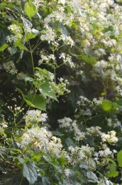 Clematis virginiana