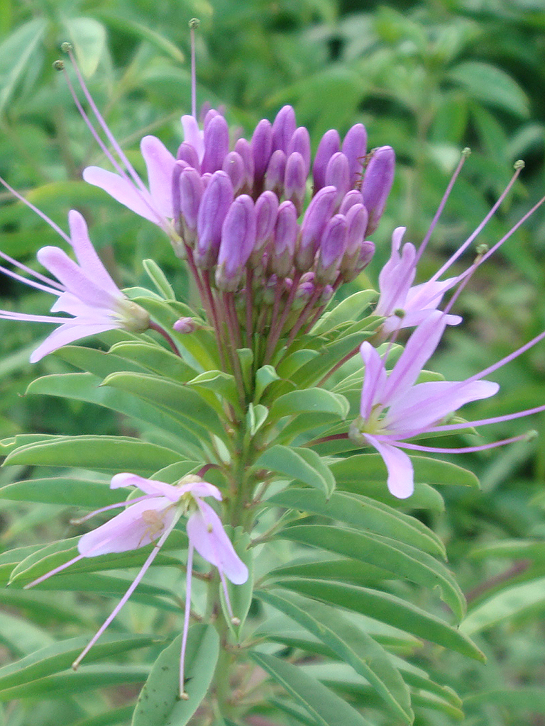 Cleome serrulata Rocky Mountain Bee Plant Prairie Moon