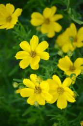 Coreopsis palmata