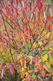 Cornus amomum subsp. obliqua