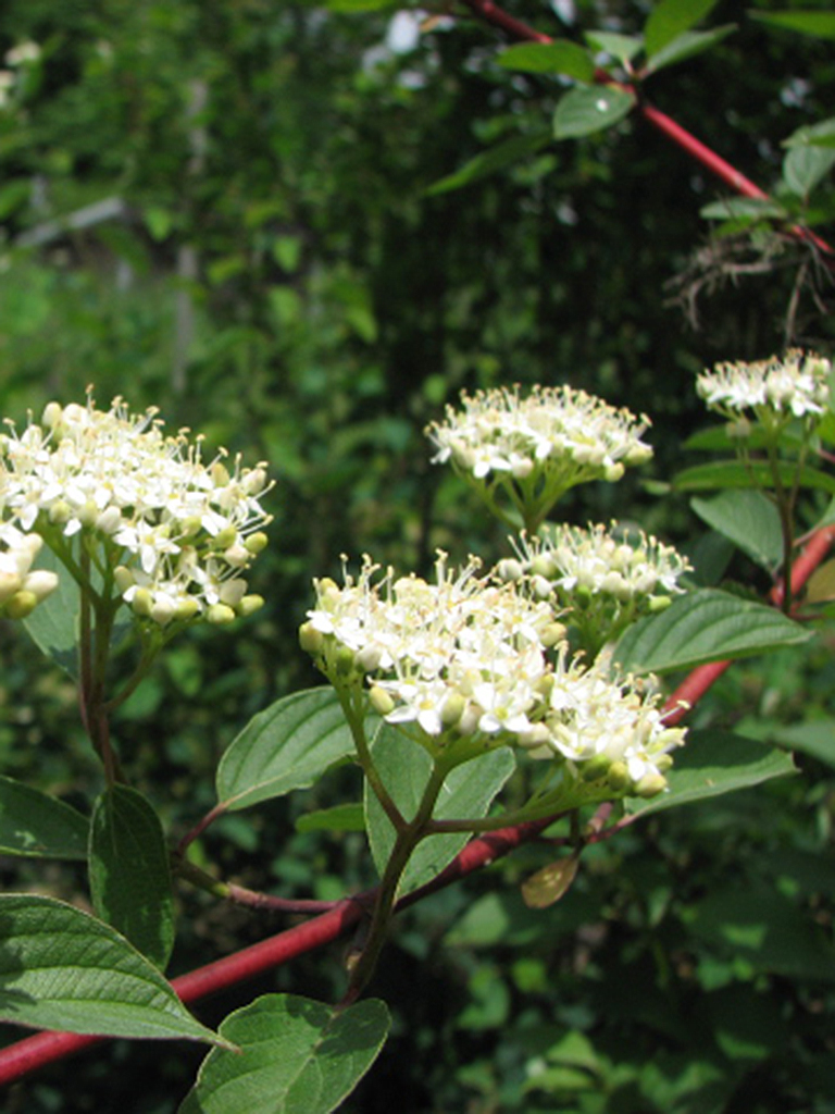 Cornus