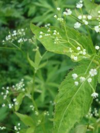 Cryptotaenia canadensis