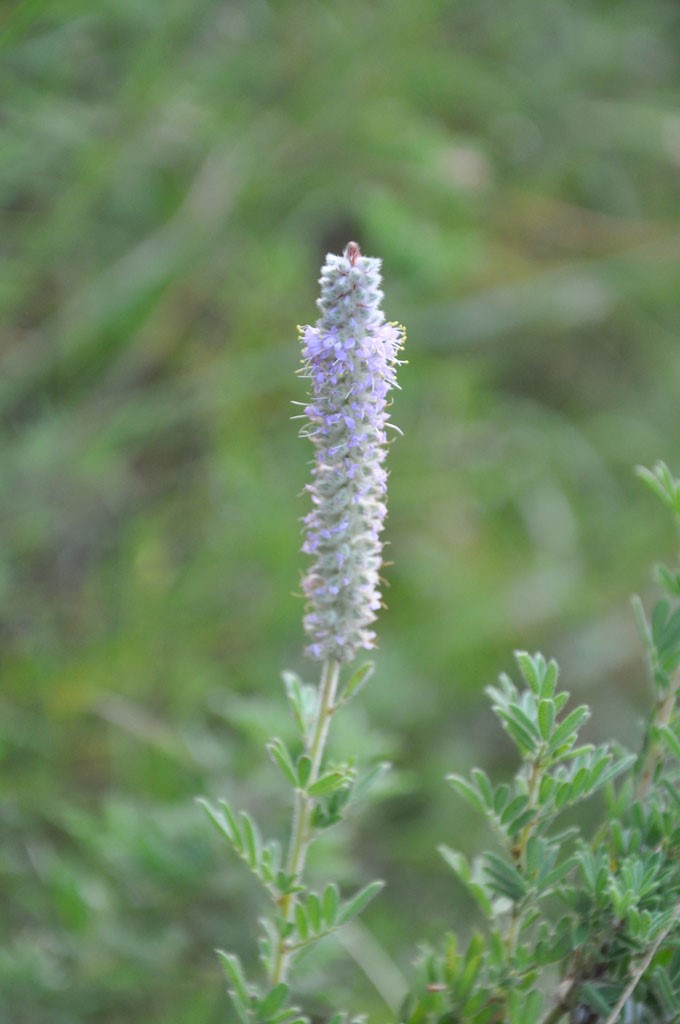 Dalea villosa Silky Prairie Clover Prairie Moon Nursery