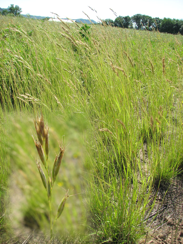 Danthonia spicata Poverty Oat Grass Prairie Moon Nursery