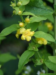 Dasistoma macrophylla