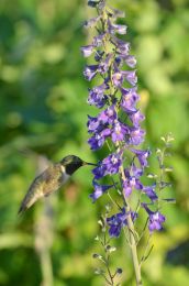 Delphinium exaltatum