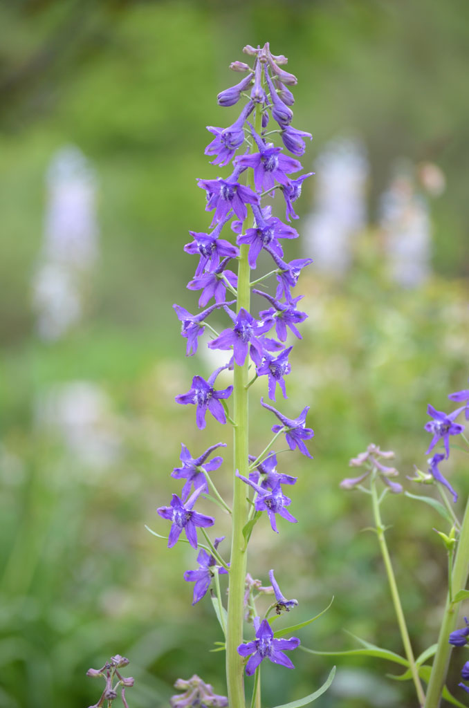 Delphinium tricorne Dwarf Larkspur | Prairie Moon Nursery