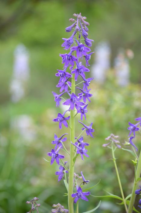 delphinium tricorne dwarf larkspur prairie moon nursery