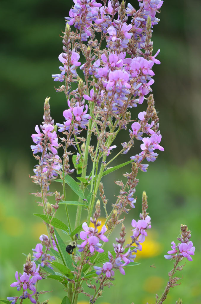 Desmodium canadense Showy Tick Trefoil Prairie Moon Nursery