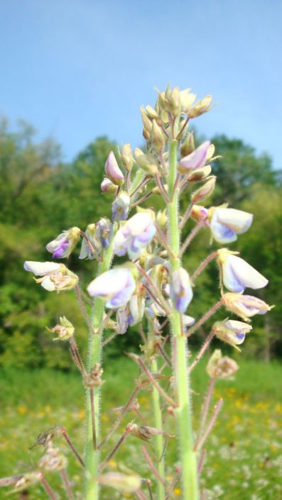 Desmodium Illinoense Illinois Tick Trefoil Prairie Moon Nursery Desmodium Illinoense