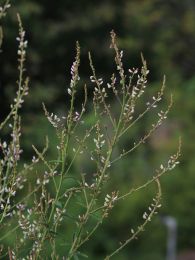 Desmodium sessilifolium