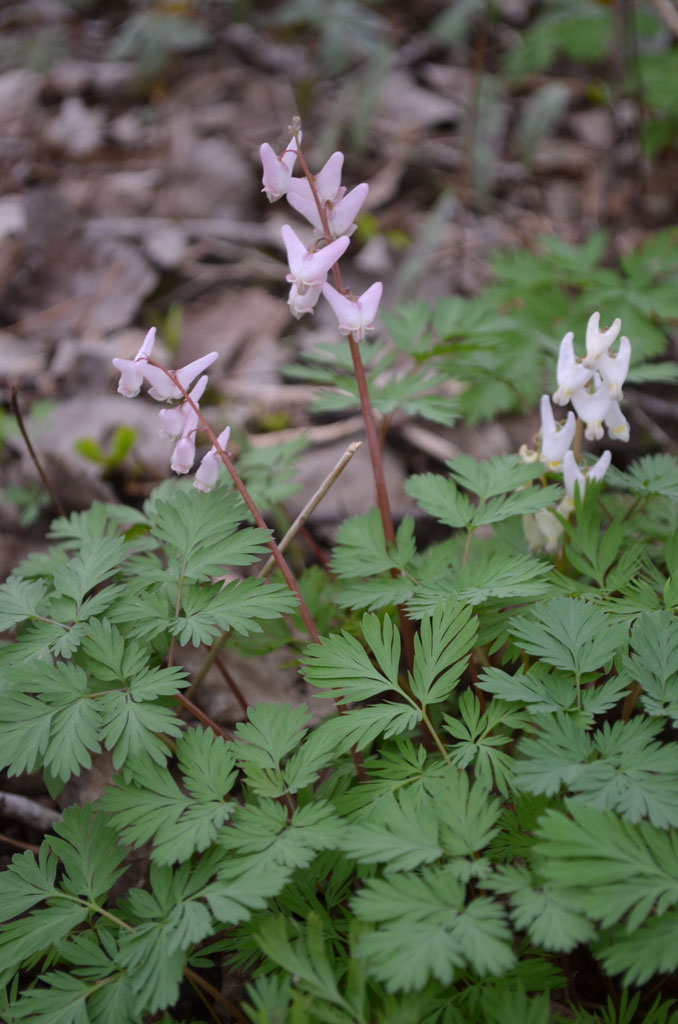 Dicentra cucullaria Dutchman's Breeches Prairie Moon Nursery