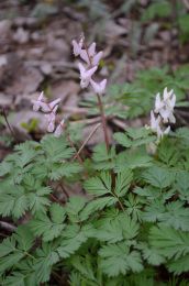 Dicentra cucullaria