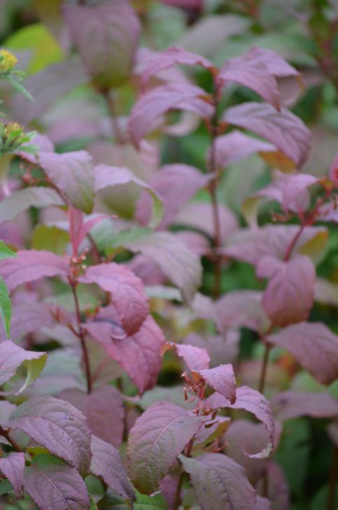 Diervilla lonicera Dwarf Bush Honeysuckle | Prairie Moon Nursery