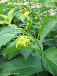 Diervilla lonicera